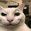 deviousdoge9